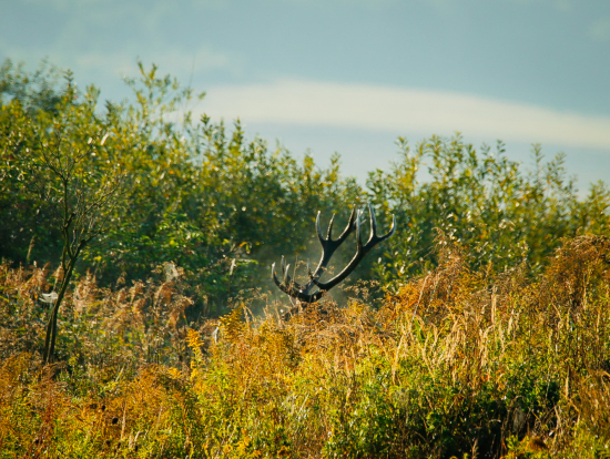 Ked sa rozbúši srdce