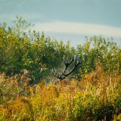 Ked sa rozbúši srdce