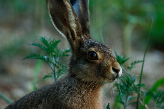Nezmestil sa do záberu :)