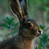 Nezmestil sa do záberu :)