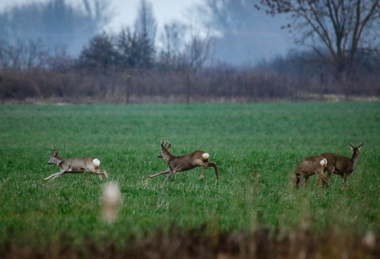 Srnec naháňal srnca