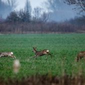 Srnec naháňal srnca