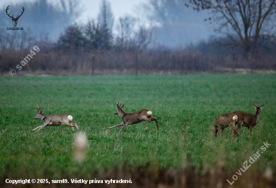 Srnec naháňal srnca