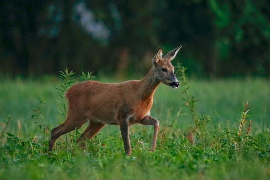 Podvečerná srna