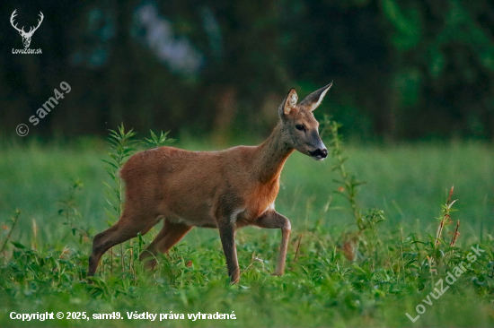 Podvečerná srna