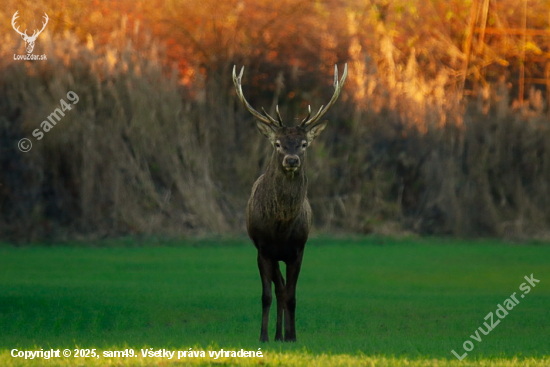 Jeleň na poli