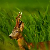 Pekná výška mladíka