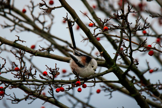 Mlynárka dlhochvostá