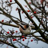 Mlynárka dlhochvostá