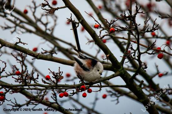 Mlynárka dlhochvostá