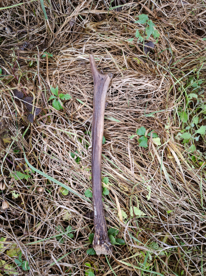 Dá sa nájsť aj v decembri