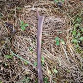 Dá sa nájsť aj v decembri