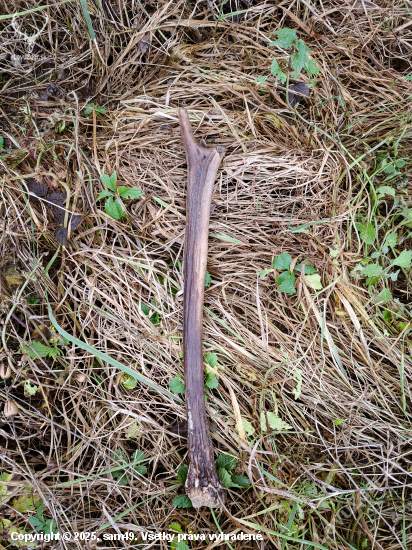 Dá sa nájsť aj v decembri