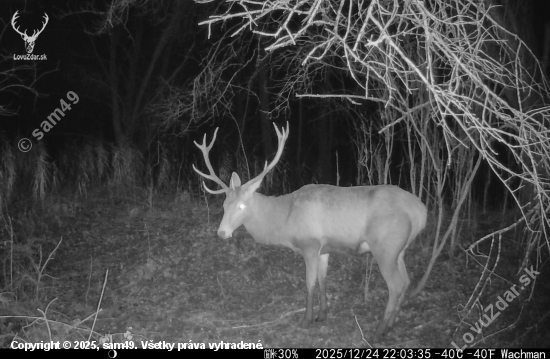 Decembrový jeleň