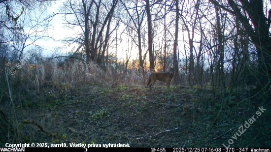 Vlk sa ukázal