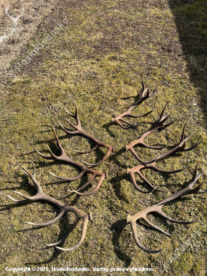 16torak Rudo