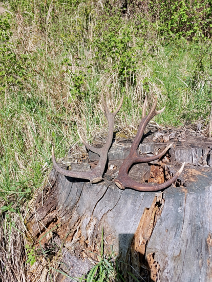 Posledná vychádzka