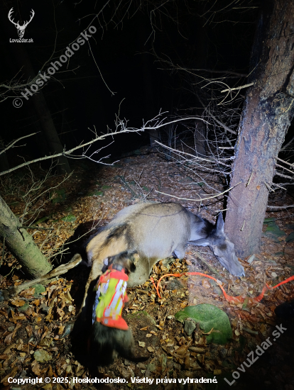 Jelenica s dohľadanim