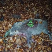 Lanštiak na dve rany