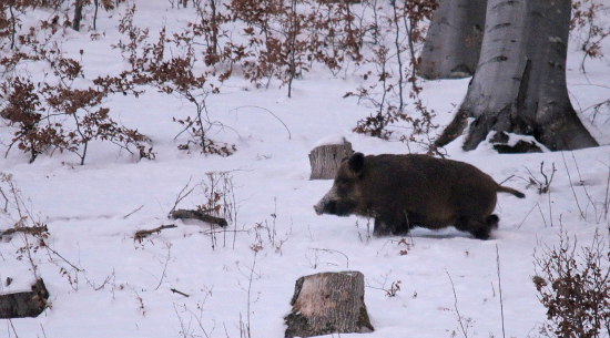 keď ešte bol sneh..
