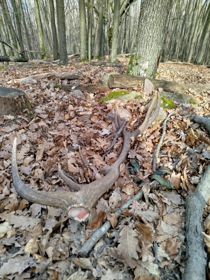 Všetko najlepšie k meninám prajem Miroslavom....