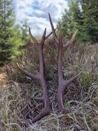 Veľkonočná nedeľa