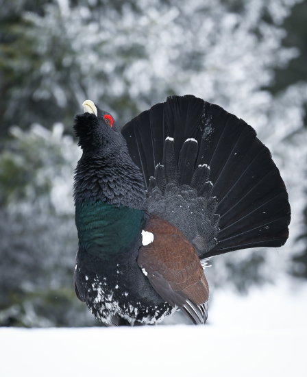 V rozprávkovom lese