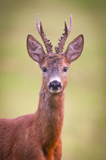 Oklamaný vábničkou