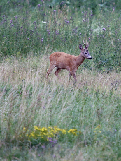 Po stopách  mladého  srnčeka