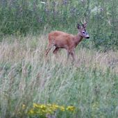 Po stopách  mladého  srnčeka
