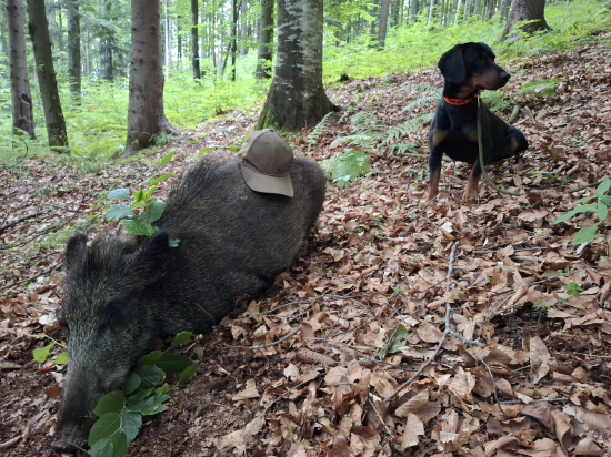 Diviačiky sa ukazujú.
