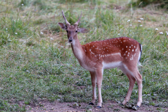 Prvá lastovička u nás