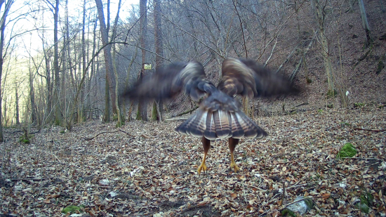 Buteo - pristávací manéver