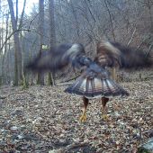 Buteo - pristávací manéver