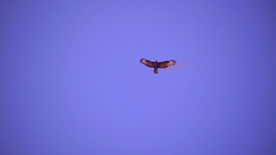 Stážca belasej oblohy