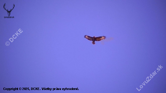 Stážca belasej oblohy