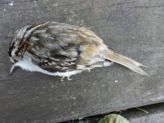 Vtáčik - úhyn_aký?