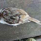 Vtáčik - úhyn_aký?