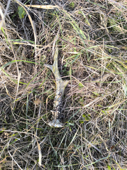 Zelenáč pri starom solisku