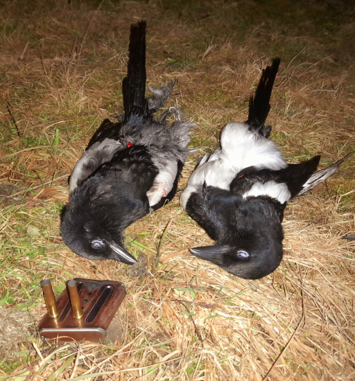 Keď sa hrzkom veľmi nechce.