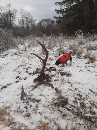 Traja králi.. jeden fotí