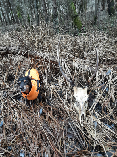 Sony Makachefff.UFC.CHAMPION!!!