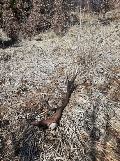 Keď adrenalín stúpa..