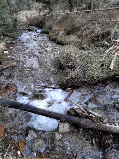 Dvanásťtoráky potočné..