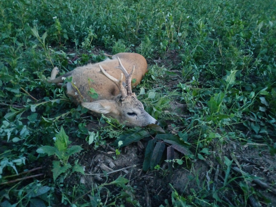 Prušánky 20. 7. 2025