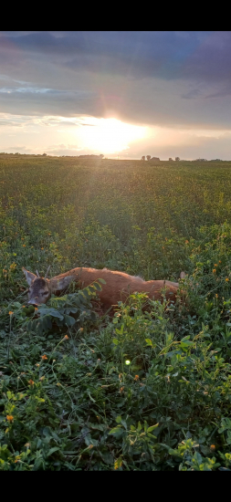 Výřadový roček...  3. 8. 2025