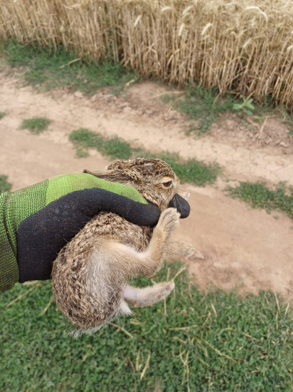 Vynesený před kombajnem :)....