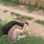 Vynesený před kombajnem :)....