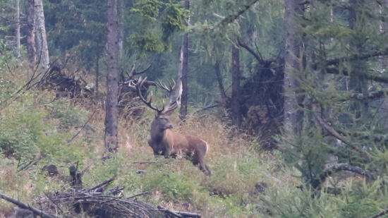 Môj životný rok pred ulovením