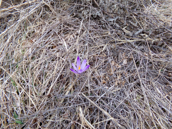 Nesmelý posol jari.